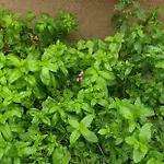 Mendula