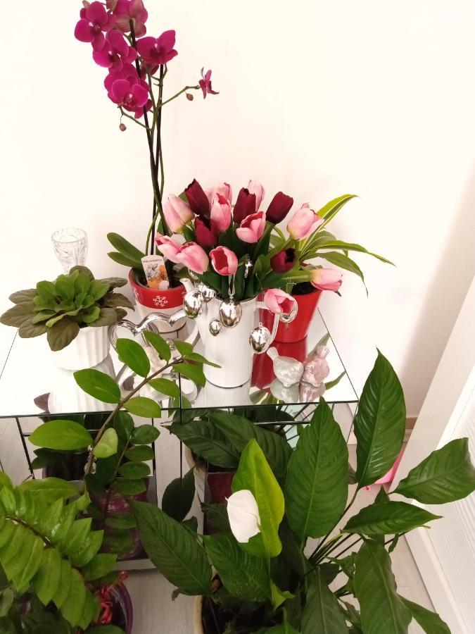 Apartment Downtown Luxury Emili Split