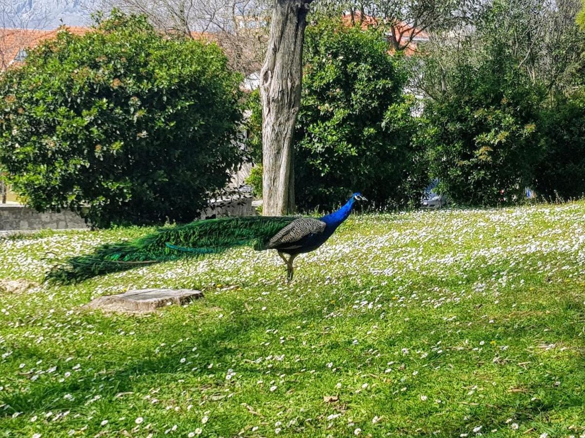 Apartment Peacock