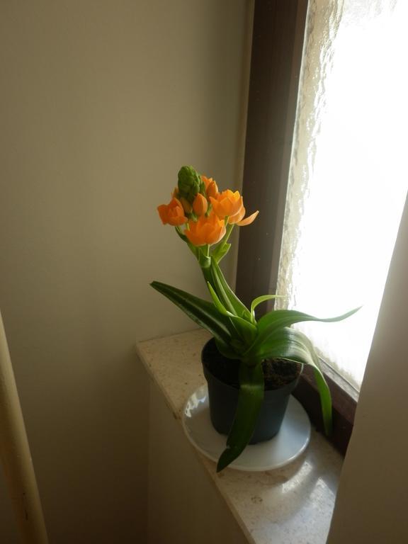 Calendula Rubic * Split