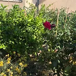 Garden apartman Split