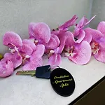 Orchidea Apartment Split In The Centre