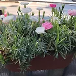 Apartman Valeria