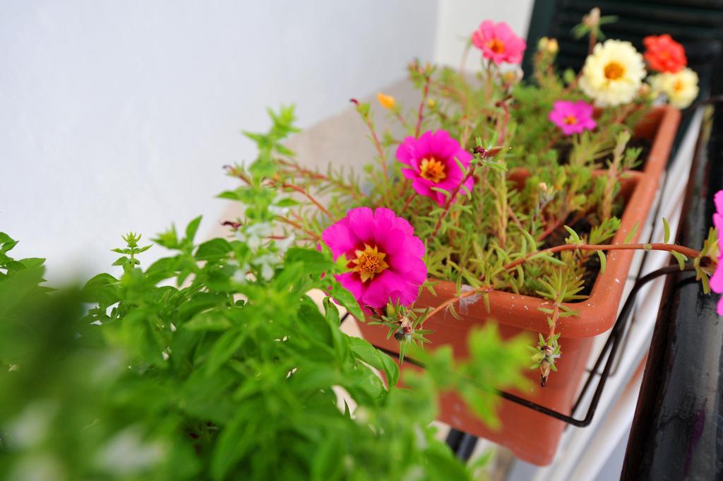 Apartman Branka