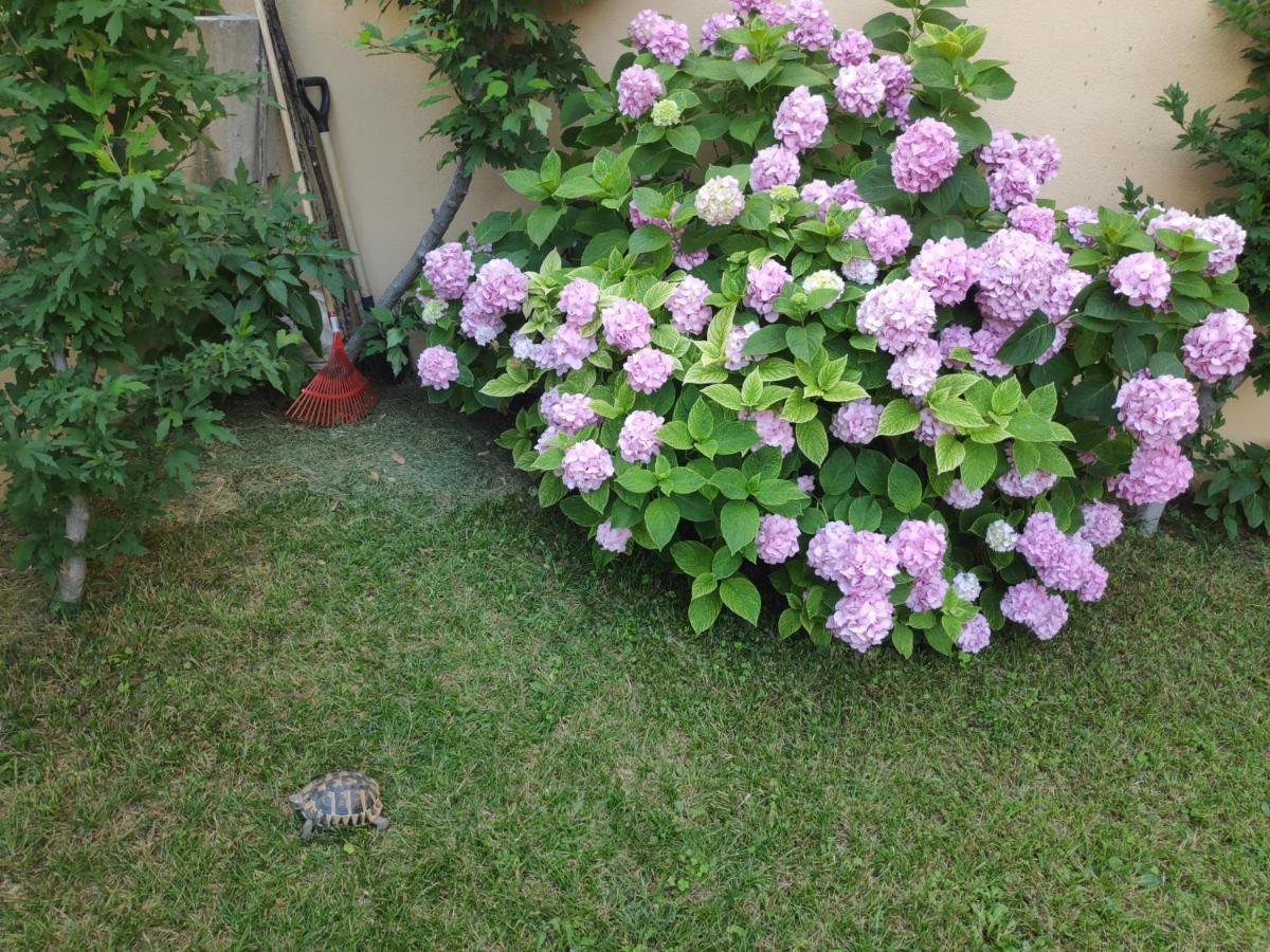 Apartment Spacious With Big Garden Near *