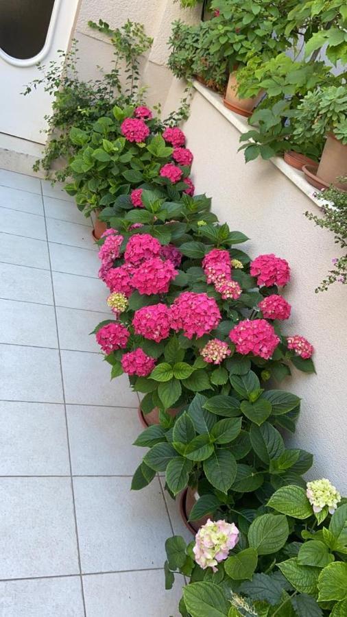 Pearl Of Apartment *