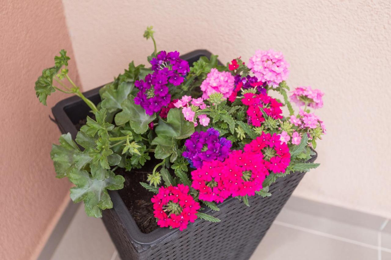 Apartman Bloom *
