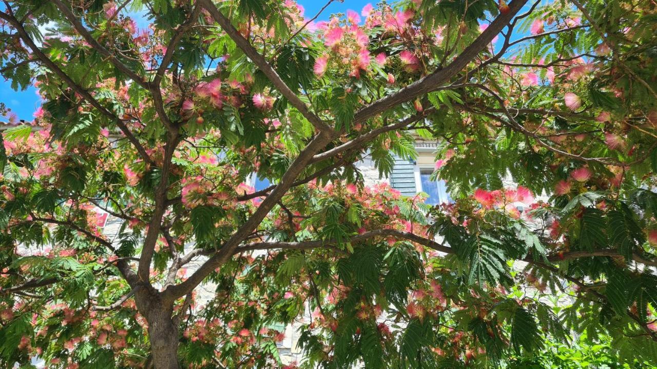 Guest house Nirvana & 3*