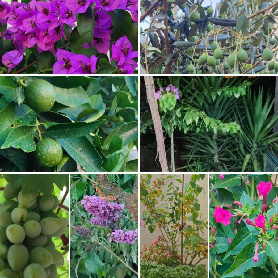 Garden Diana * Split