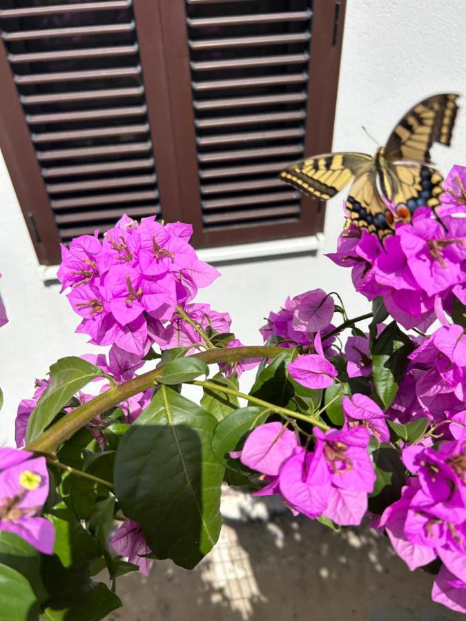 Garden Diana * Split