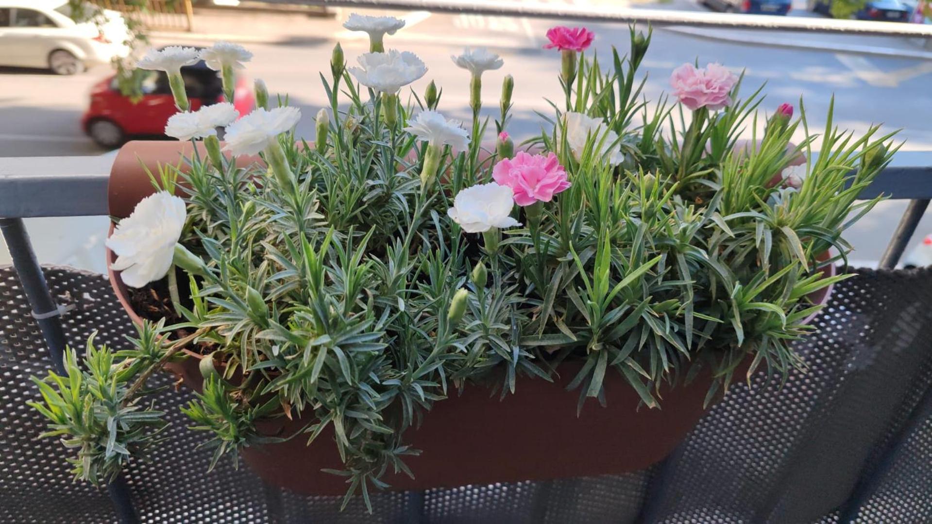Apartman Valeria *
