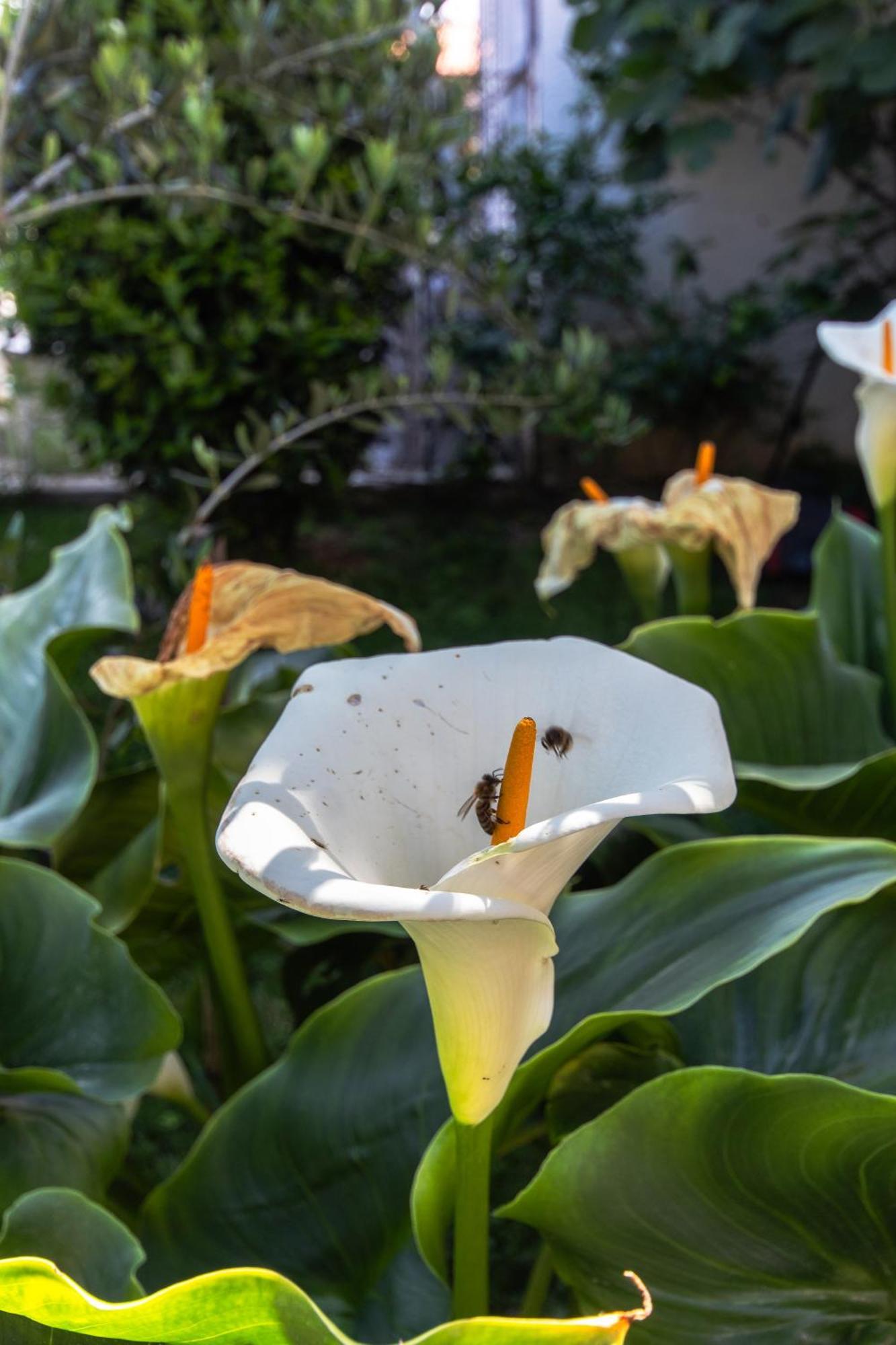 Apartment Marjan Hill 3-br Apt,5 Guests Private Garden Near Split