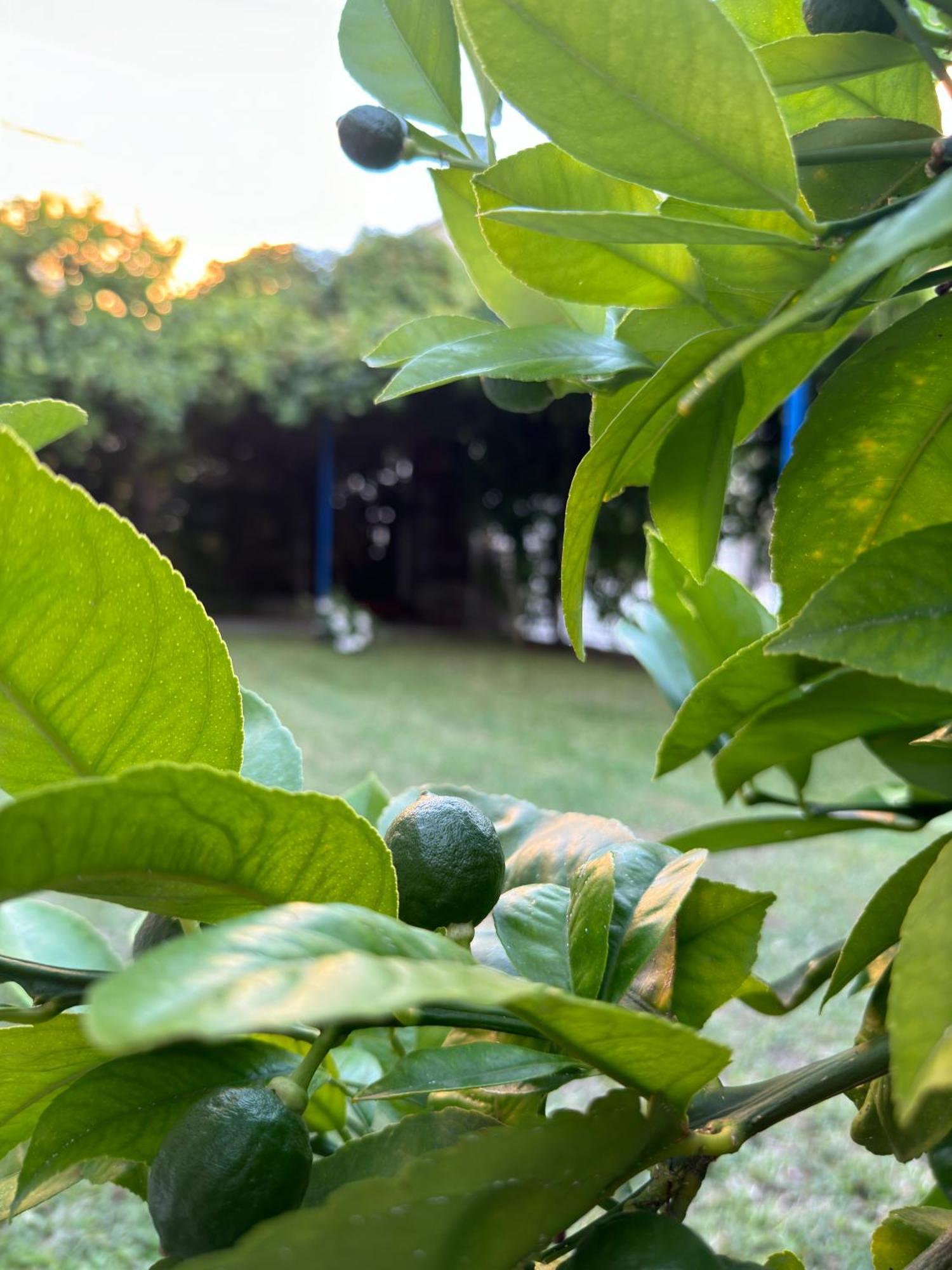 Valentinas Garden *