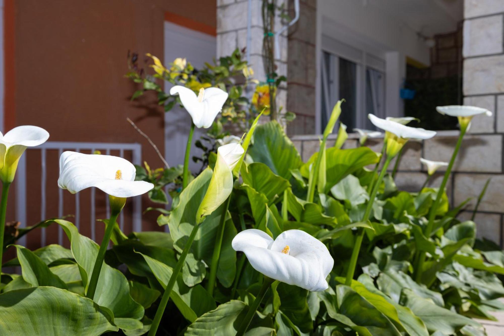 Marija Apartman