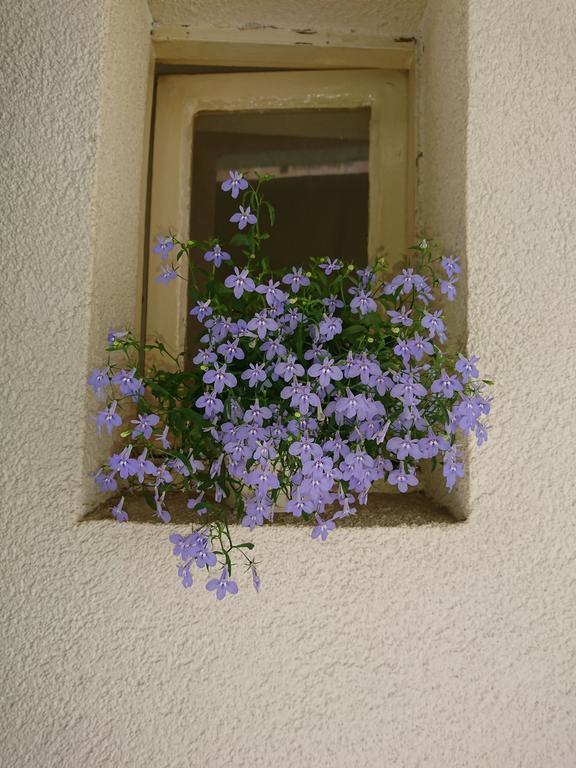 Spalatina *