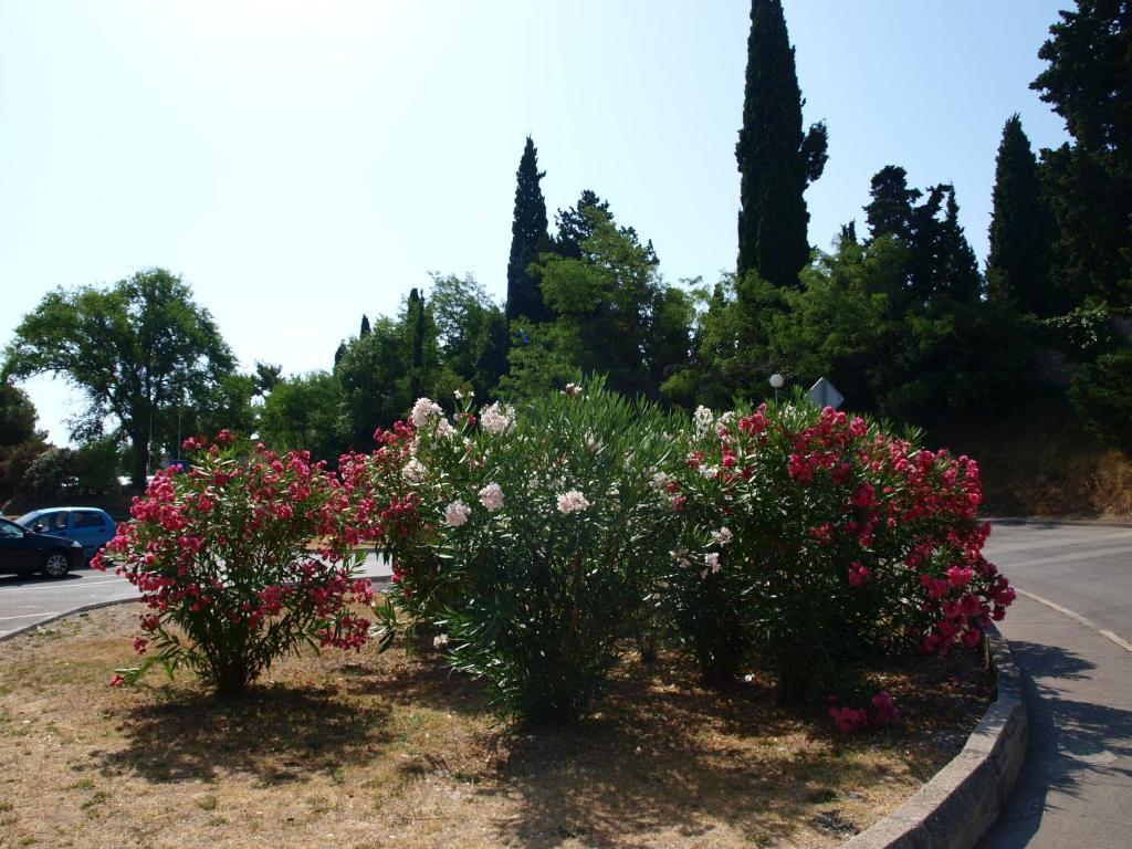 Jadran Hotel