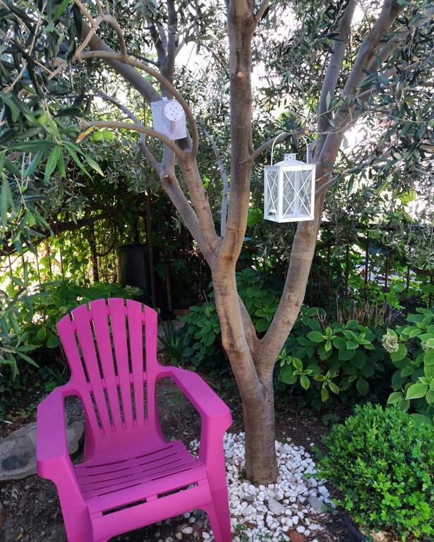 Olive Tree