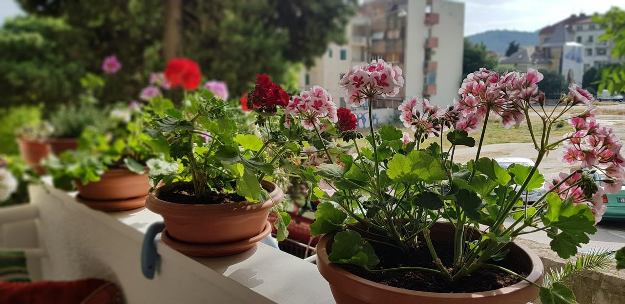 With Balcony Red Rose