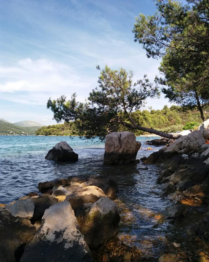 Olive Tree * Split