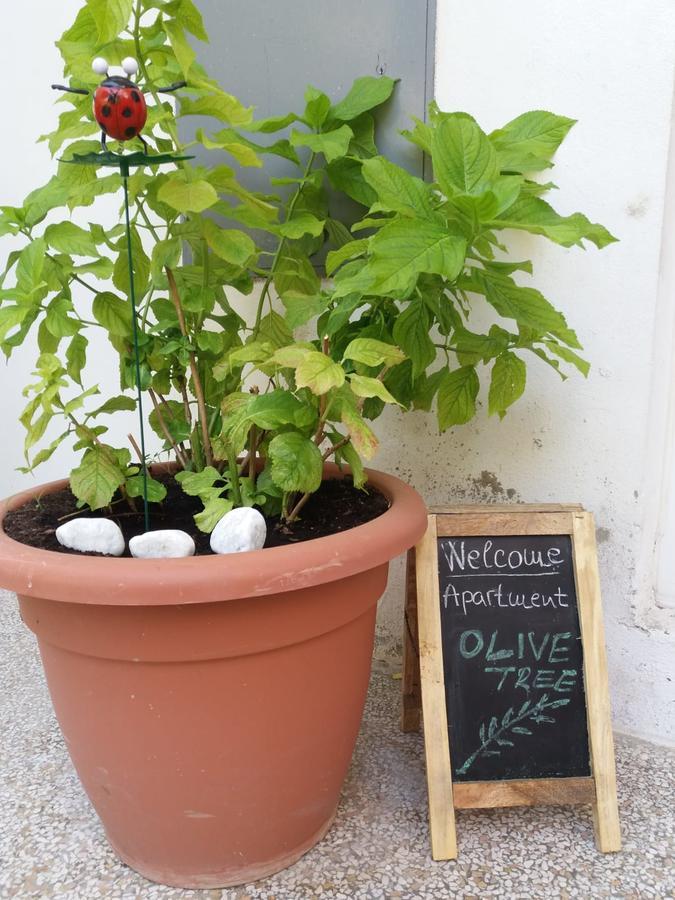Apartment Olive Tree *