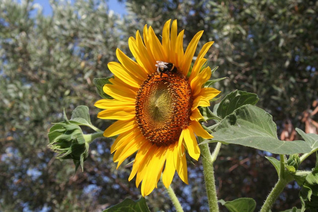Sunflower *