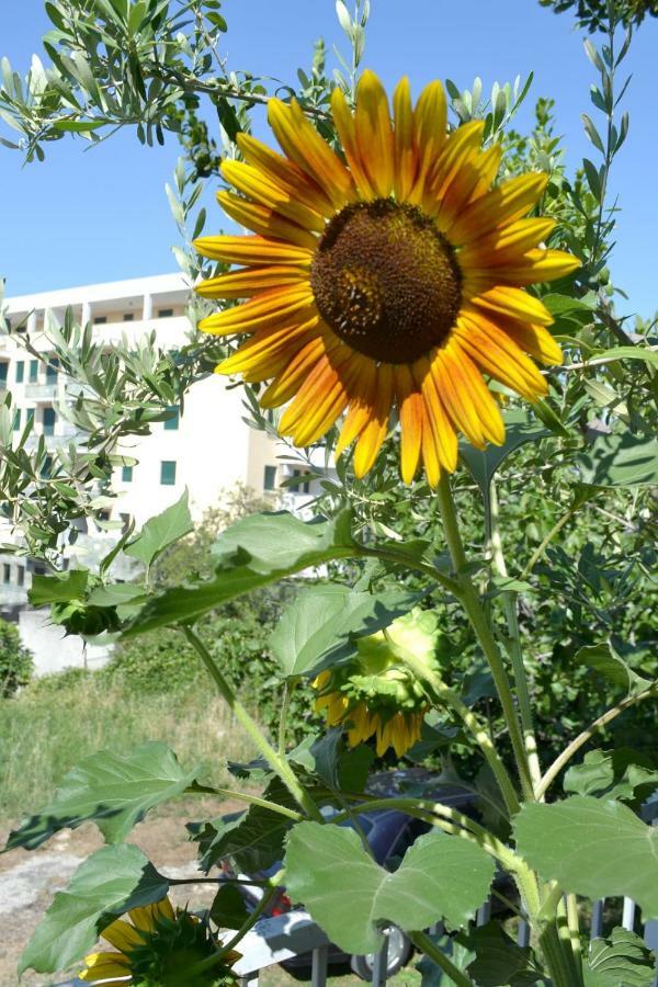 Sunflower Gostinjska kuća Split