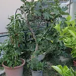 Apartman Paro