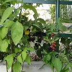 Apartman Paro