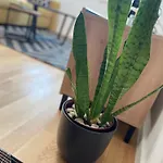 Apartment Naomi Split